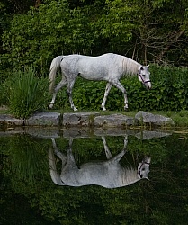 Arabian by Pond