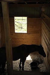 Sick Horse in Stall