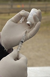 Vet - Vaccinations Vaccinations