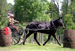 John Henry at the 2000 Carriage Classic John Henry