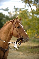 Western Bridle with Bit