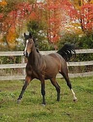 Young Warmblood Free Running in Fall