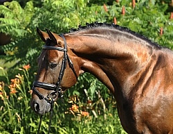 Oldenburg Stallion Sandros Heir owned by Pangaea Farms