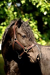 Curly Horse Stallion Portrait