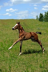 Olenburg Foal