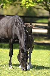 Hannoverian Mare and Foal