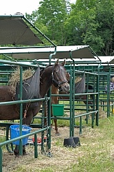 Bailey Boy in his Covered Stall at Pure Country Campgrounds Portable Stalls