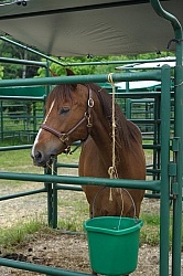 Blaze in his Covered Stall at Pure Country Campgrounds Portable Stalls