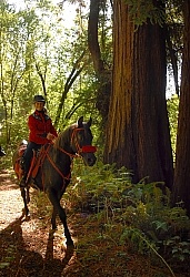 Ricochet Ranch Riding Through the Redwood Forest