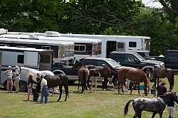 Horse Show Horses at Trailer