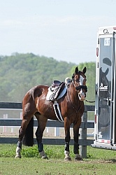 Horse Show Horses at Trailer
