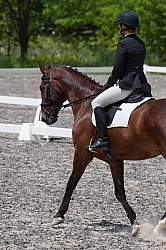 Dressage Lower Level in Ring