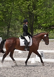 Dressage Lower Level in Ring