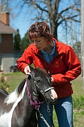 Working With a Miniature Horse