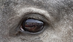 Nokota Horses Eye