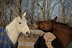 Biting Other Horses