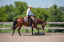 Quarter Horse Showing Western Pleasure