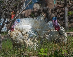 Floral gardens and Turkeys on Trail
