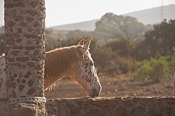 The Horses at Rancho las Cascadas