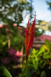 Florals of Costa Rica