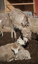 Donkey with Sheep