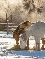 Horses Eating Hay in Winter