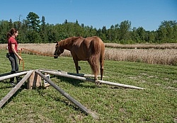 Horse Country Campground Introducing Horse to Obstacle Course