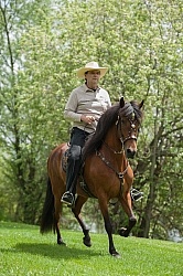 Peruvian Horse Under Saddle Beaconhurst Stables