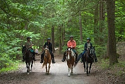 Trail Riding in Group