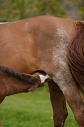 Foal Nursing