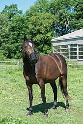 Overweight Horse with Grazing Muzzle