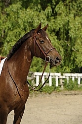 Clean Horse, English bridle Clean Horse
