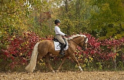 Connemara Stallion Under Saddle,