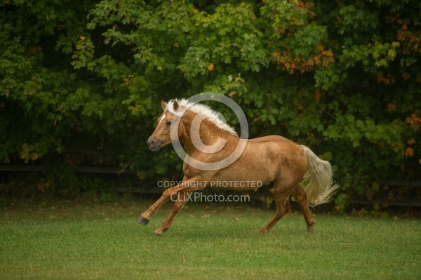 Connemara Stallion Free Running, Century Hill's Gold Not Silver