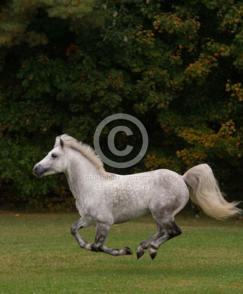 Connemara Stallion Free Runninhg Vertical  Kippure Cara, Century
