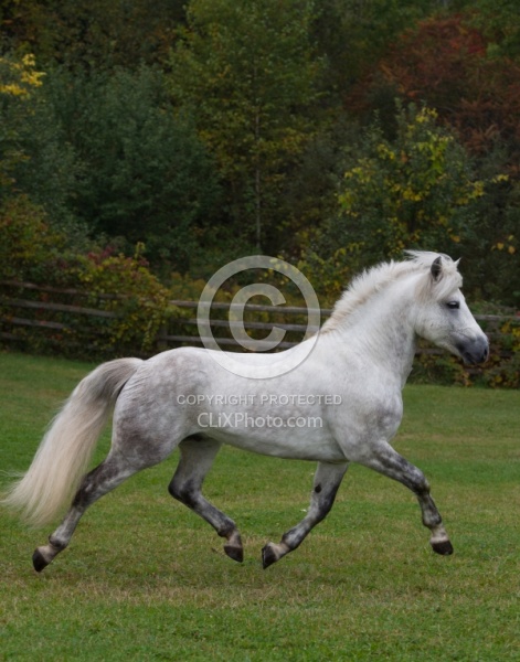 Connemara Stallion Free Runninhg Vertical  Kippure Cara, Century