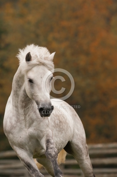 Connemara Stallion Free Running Vertical, Kippure Cara, Century