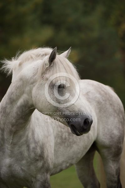 Connemara Stallion Portrait, Kippure Cara, Century Hill Farm