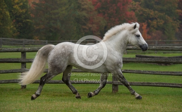Connemara Stallion Free Running Horizontal, Kippure Cara, Centur