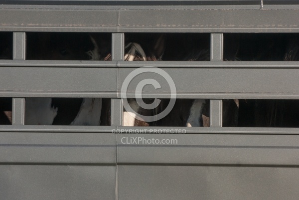 Horses on a Stock Trailer
