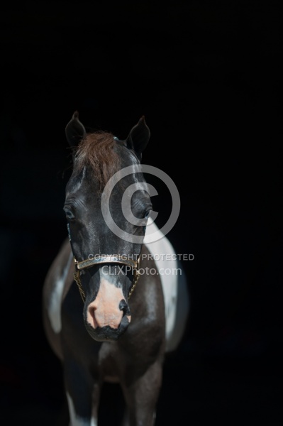 Miniature Horse Portrait Dakota Winds
