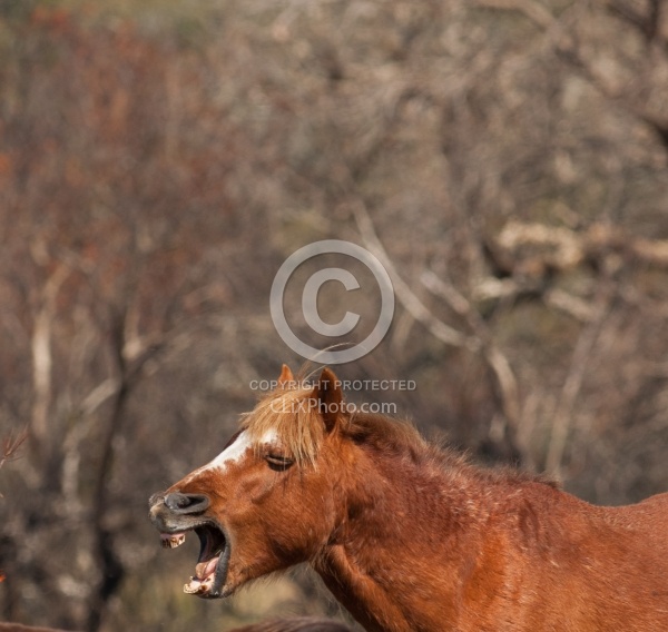 Corolla Horse in the Wild