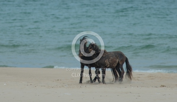 Sable Island Sable Island Horses on the beach