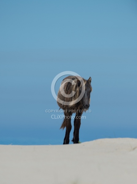 Sable Island Horses on the Beach