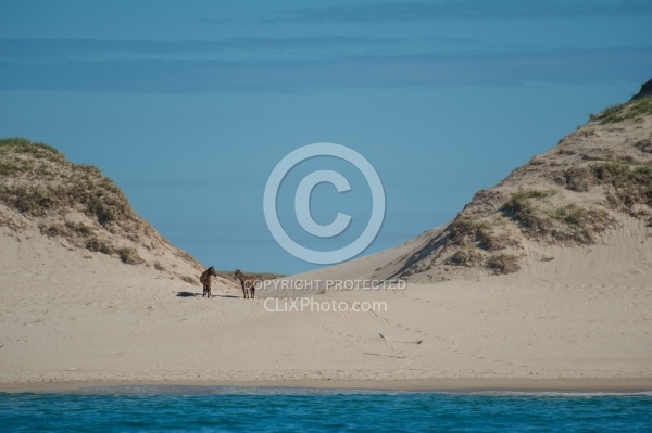 Sable Island Horses on Beach