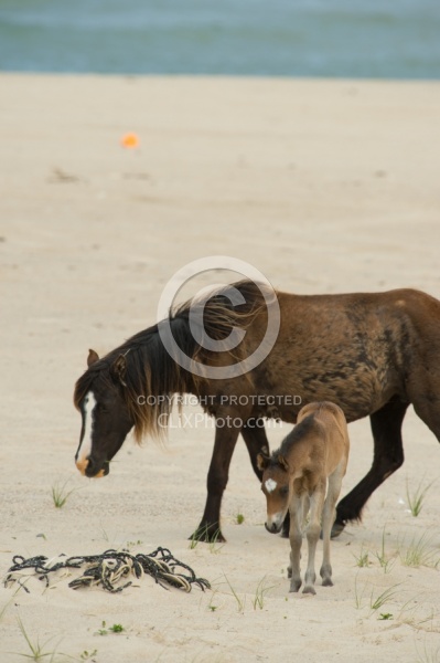 Sable Island Mare and Foal on the Beach