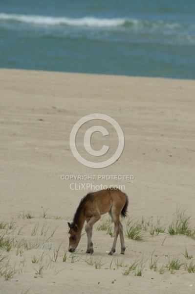 Sable Island Foal on the Beach