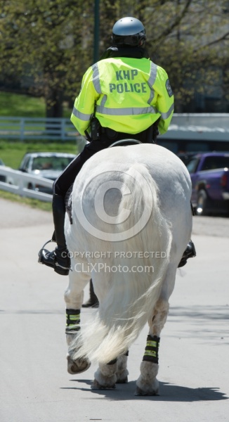 Percheron as Mounted Police Horse