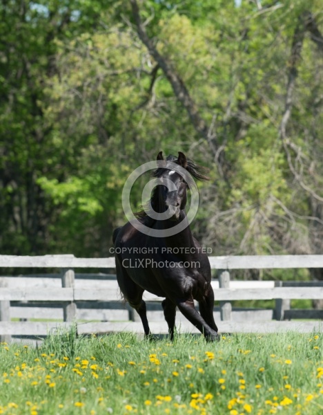 Rocky Mountain Stallion Free Running, Bonnie View Farms Jedi Kni