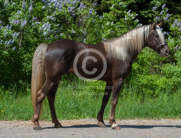 Rocky Mountain Horse Conformation, Bonnie View Farms Tribute Kid